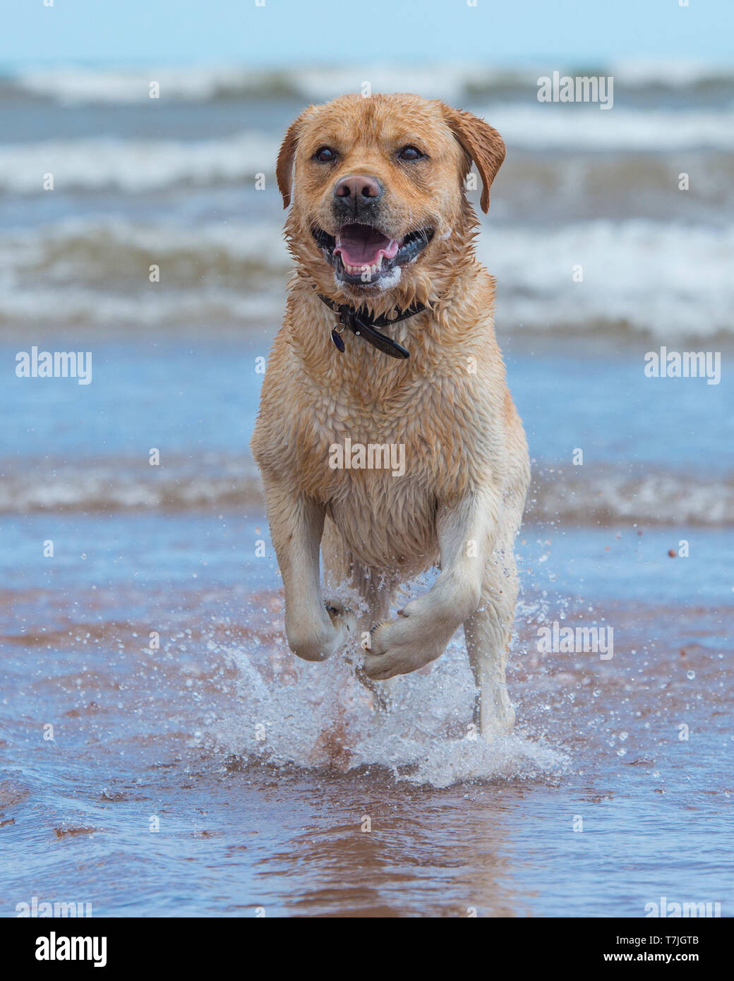 Labrador Retriever Hund am Strand Stockfoto