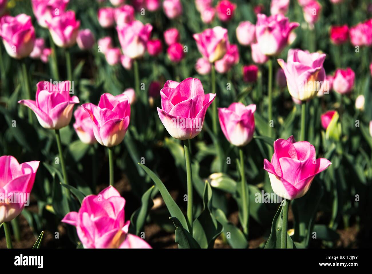 Bunte Tulpen in den Blumengarten. Stockfoto