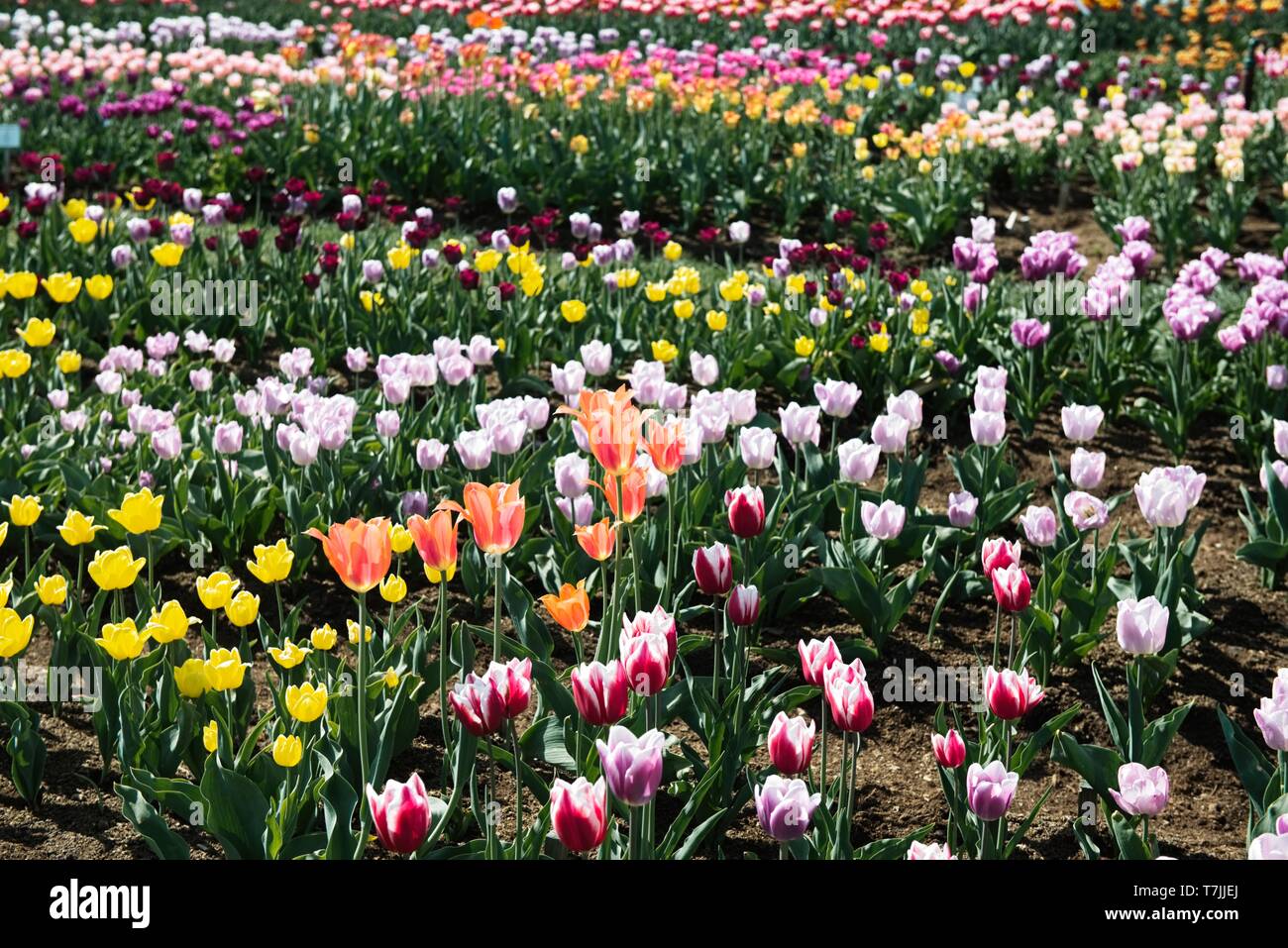 Bunte Tulpen in den Blumengarten. Stockfoto