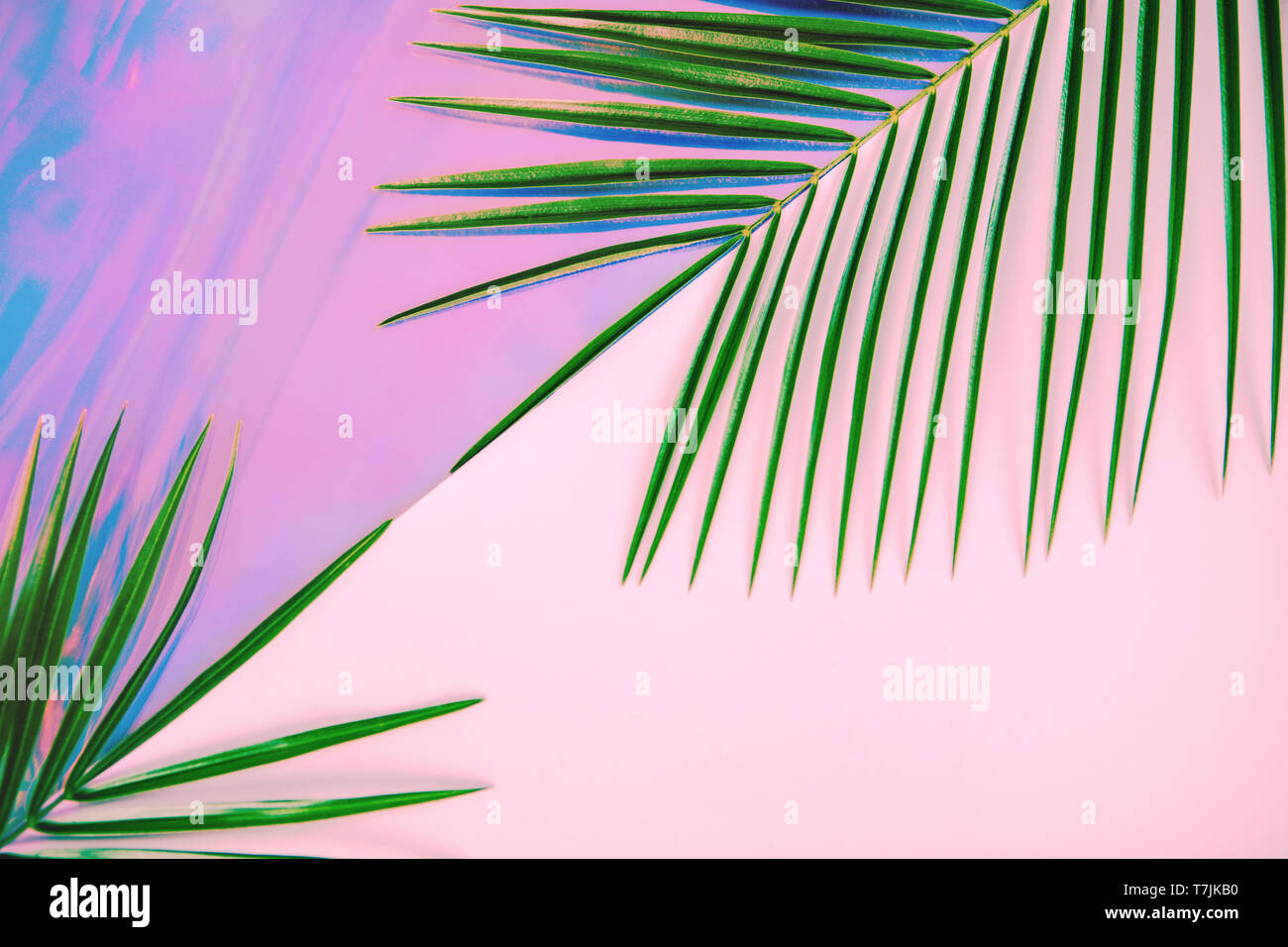 Green Palm Blätter auf pastellfarbene Holographische und Rosa diagonal geteilt Hintergrund. Tropische konzeptionelle minimal surreale Sommer Layout. Flach desi Stockfoto