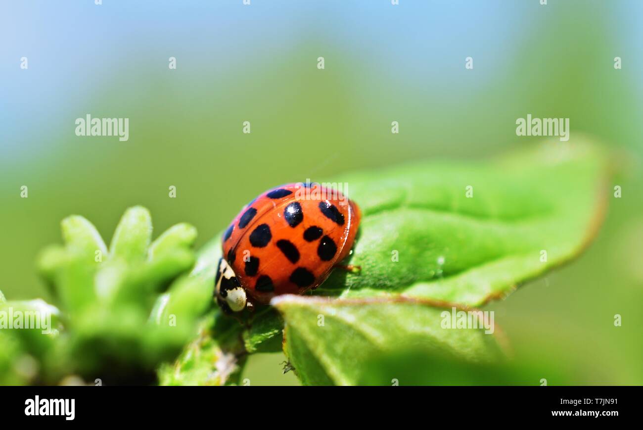 Harmonia axyridis der Harlekin oder Asiatischen ladybeetle Stockfoto