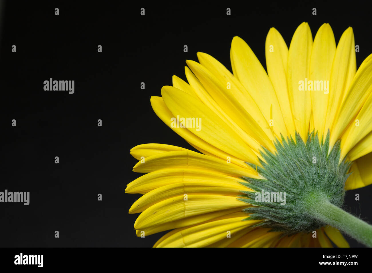 Die Unterseite der Gelben Gerber Daisy - Horizontal Stockfoto