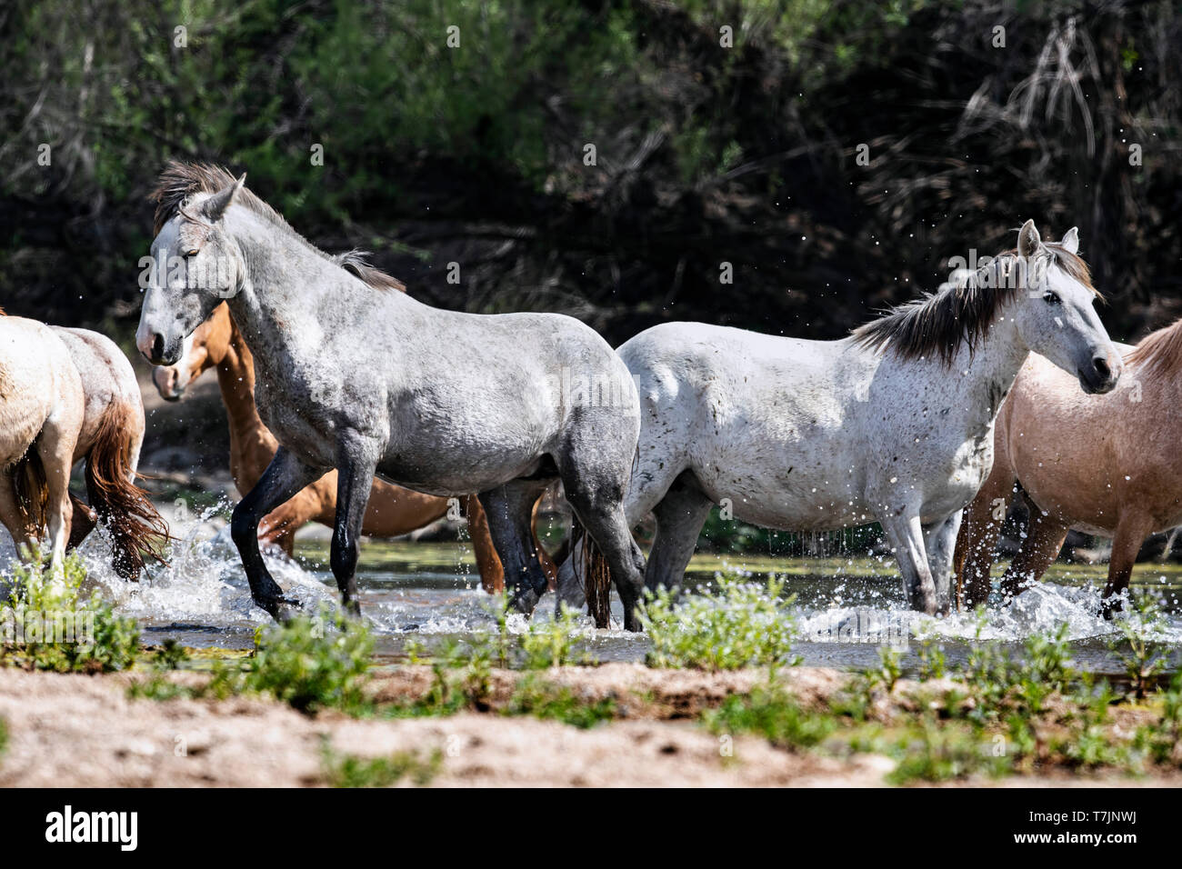 Wilde Pferde Essen, Spielen und Bond entlang der unteren Salt River in der Nähe von Mesa Arizona USA Stockfoto