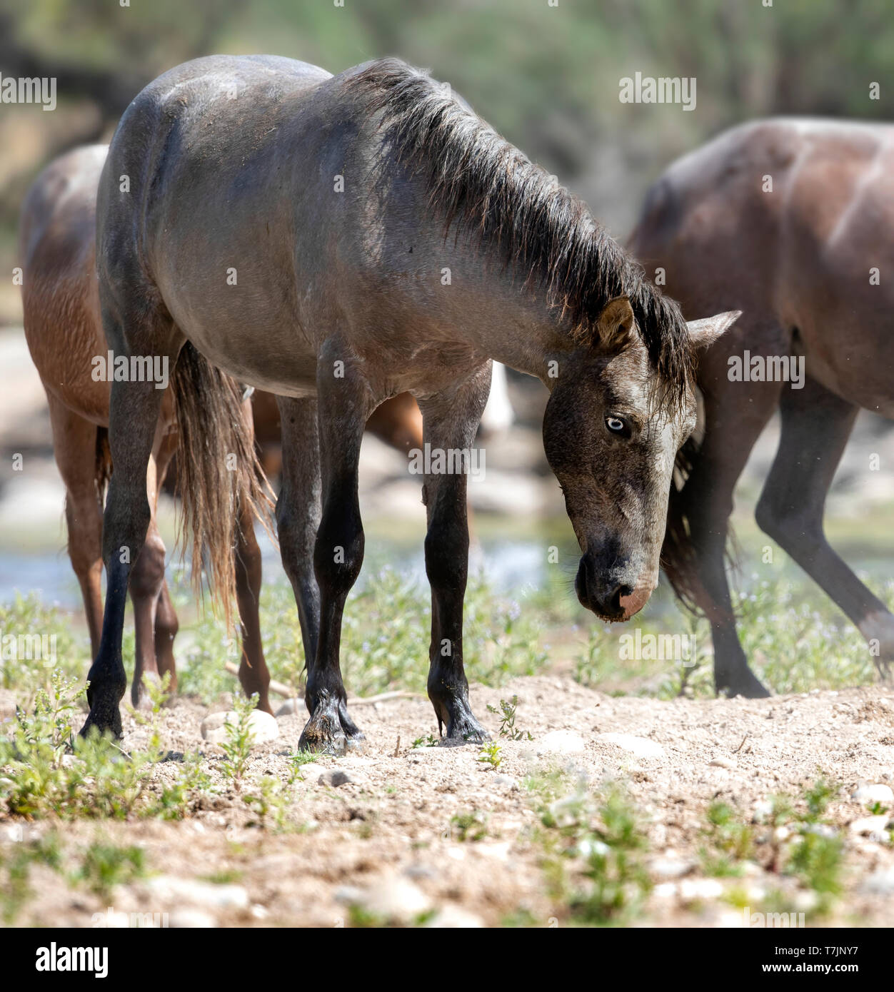 Wilde Pferde Essen, Spielen und Bond entlang der unteren Salt River in der Nähe von Mesa Arizona USA Stockfoto