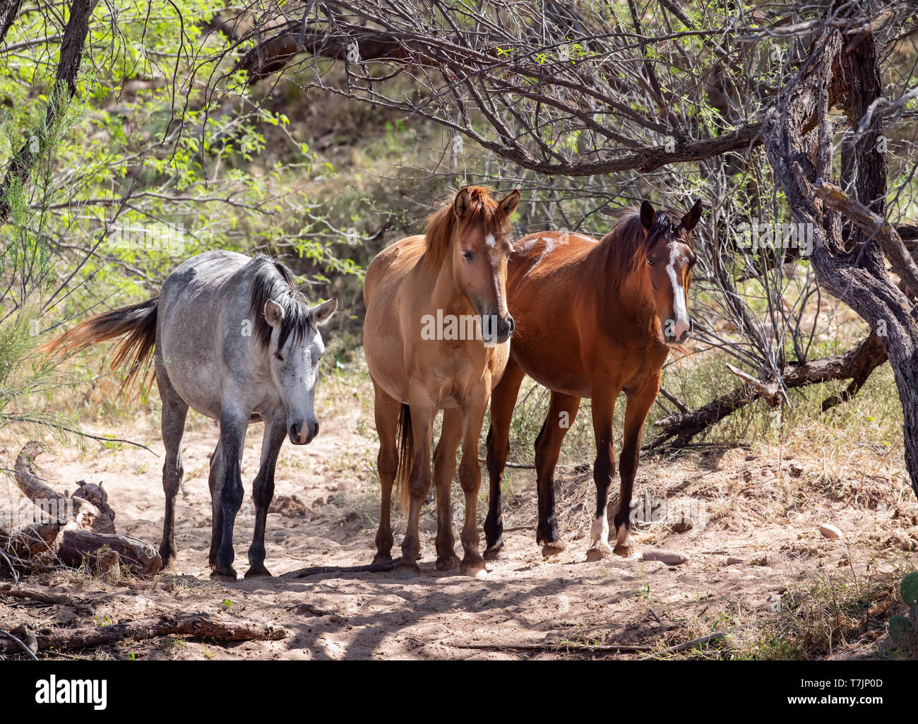 Wilde Pferde Essen, Spielen und Bond entlang der unteren Salt River in der Nähe von Mesa Arizona USA Stockfoto