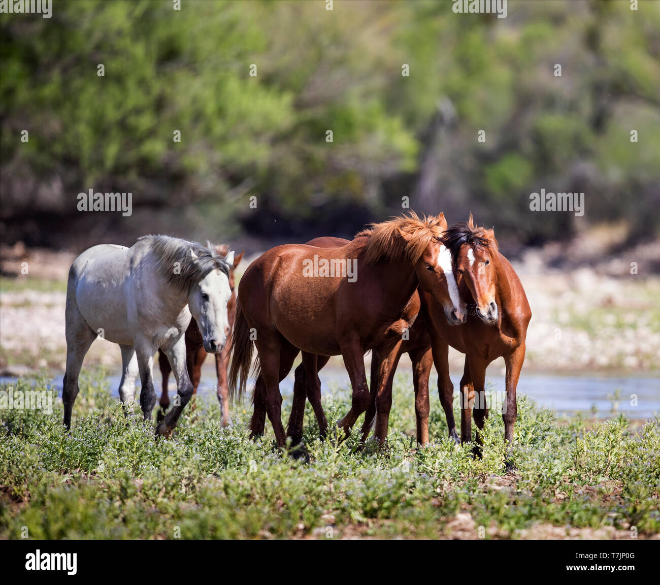 Wilde Pferde Essen, Spielen und Bond entlang der unteren Salt River in der Nähe von Mesa Arizona USA Stockfoto