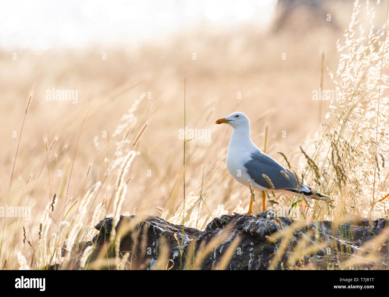 Yellow-legged Gull (Larus michahellis michahellis) auf Lesbos, Griechenland. Stockfoto