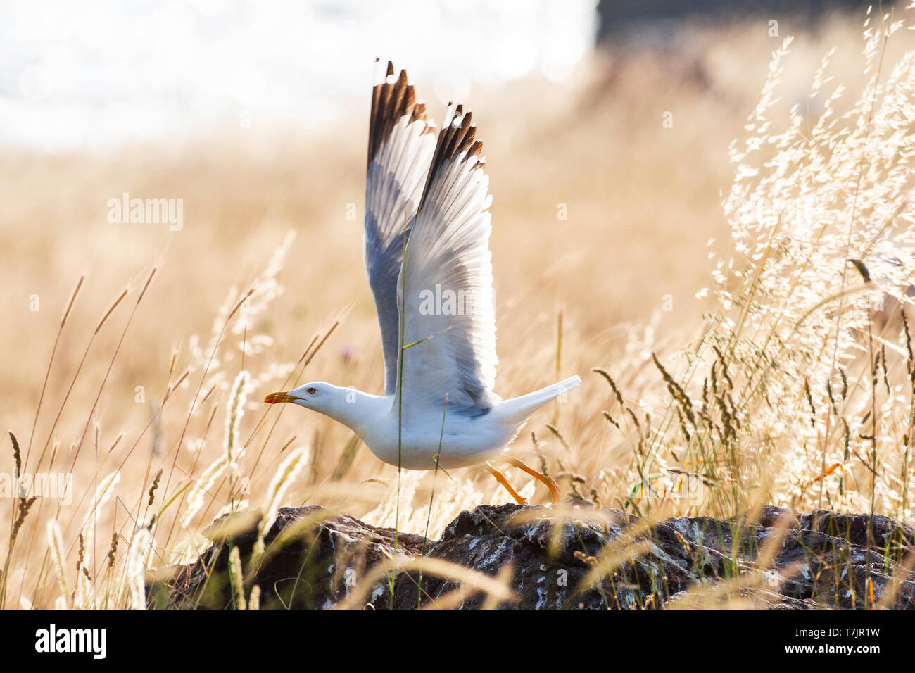 Nach Gelb-legged Gull (Larus michahellis michahellis) mit Hintergrundbeleuchtung auf Lesbos, Griechenland. Stockfoto