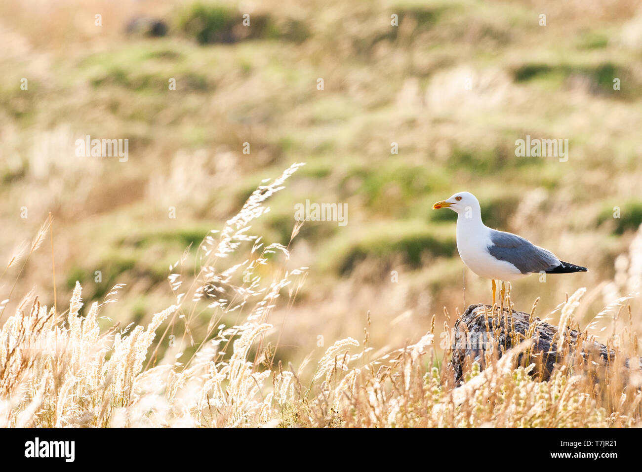 Yellow-legged Gull (Larus michahellis michahellis) auf Lesbos, Griechenland. Stockfoto