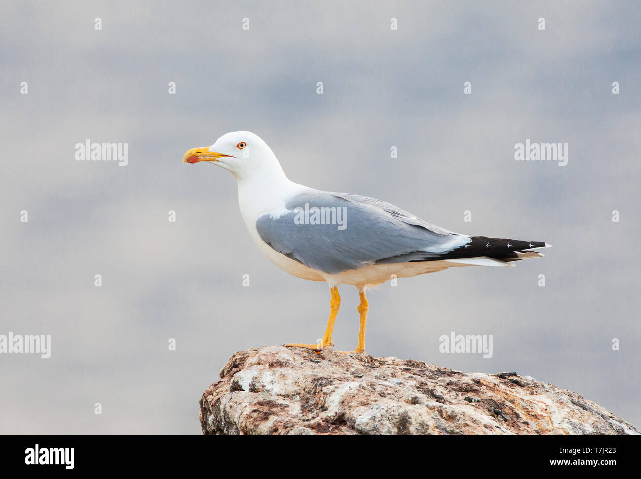 Yellow-legged Gull (Larus michahellis michahellis) auf Lesbos, Griechenland. Stockfoto