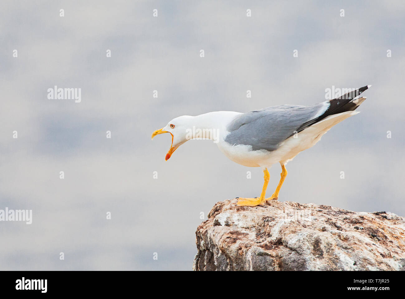 Nach Gelb-legged Gull (Larus michahellis michahellis) steht auf einem Felsen laut rufen, auf Lesbos, Griechenland. Stockfoto