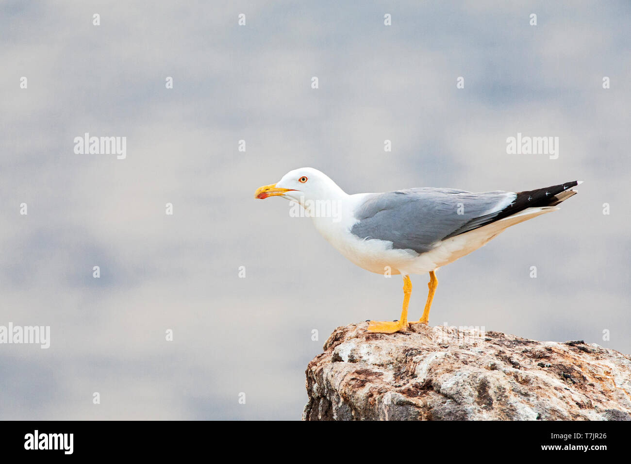 Yellow-legged Gull (Larus michahellis michahellis) auf Lesbos, Griechenland. Stockfoto