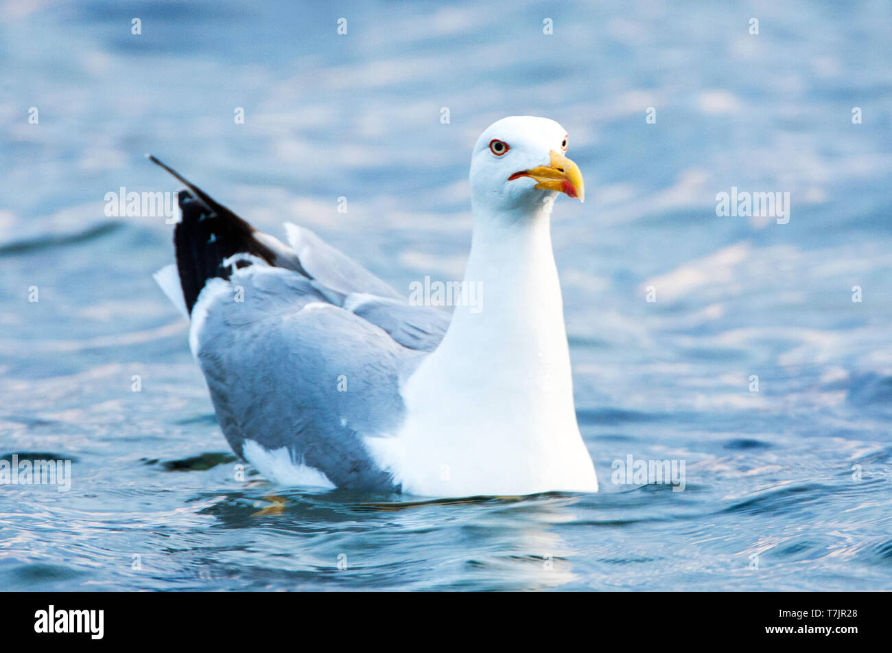Nach Gelb-legged Gull (Larus michahellis michahellis) Schwimmen im Meer auch nach Sonnenuntergang auf Lesbos, Griechenland. Stockfoto