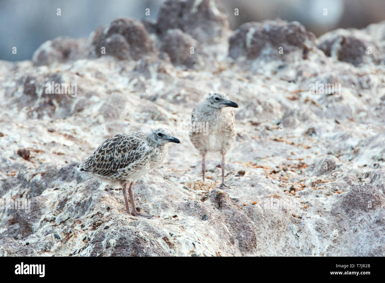 Zwei juvenile Yellow-legged Möwen (Larus michahellis michahellis) auf Lesbos, Griechenland. Stockfoto