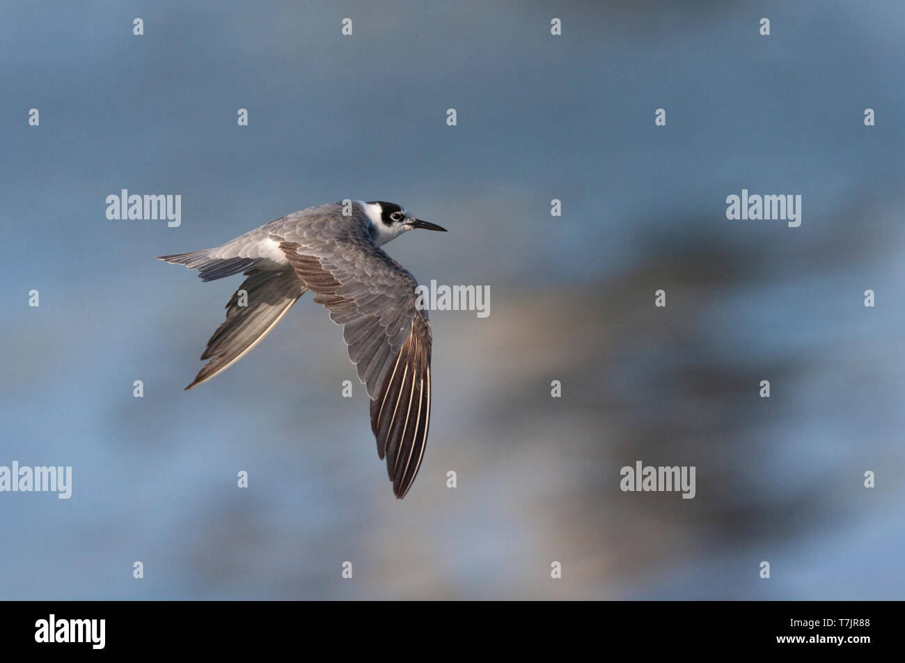 Nach Schwarz Tern (Chlidonias niger) in Kraft in voller winter Gefieder, von der Seite gesehen, Anzeigen upperwing. Stockfoto