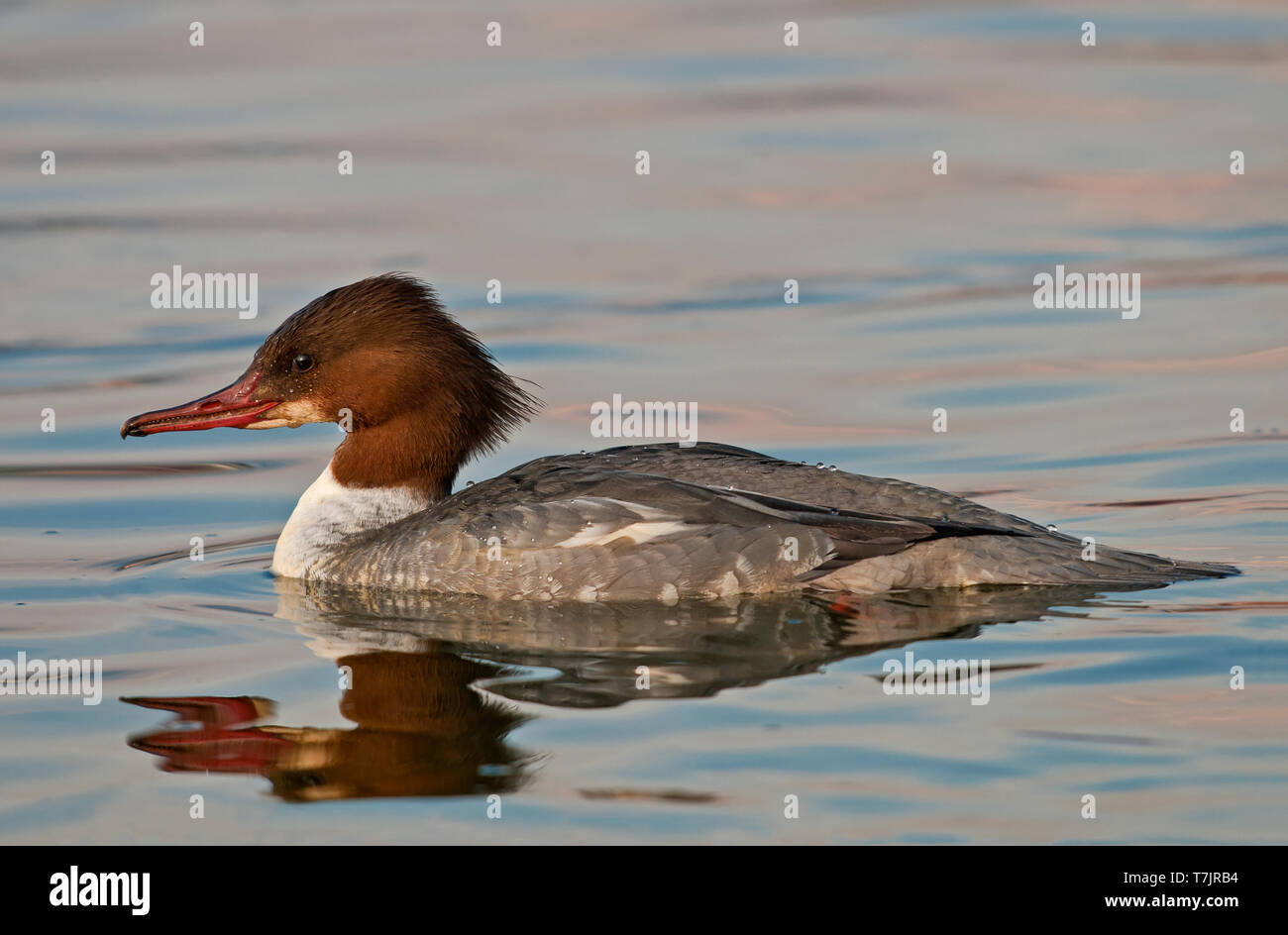 Weibchen Gänsesäger, vrouwtje Grote Zaagbek Stockfoto