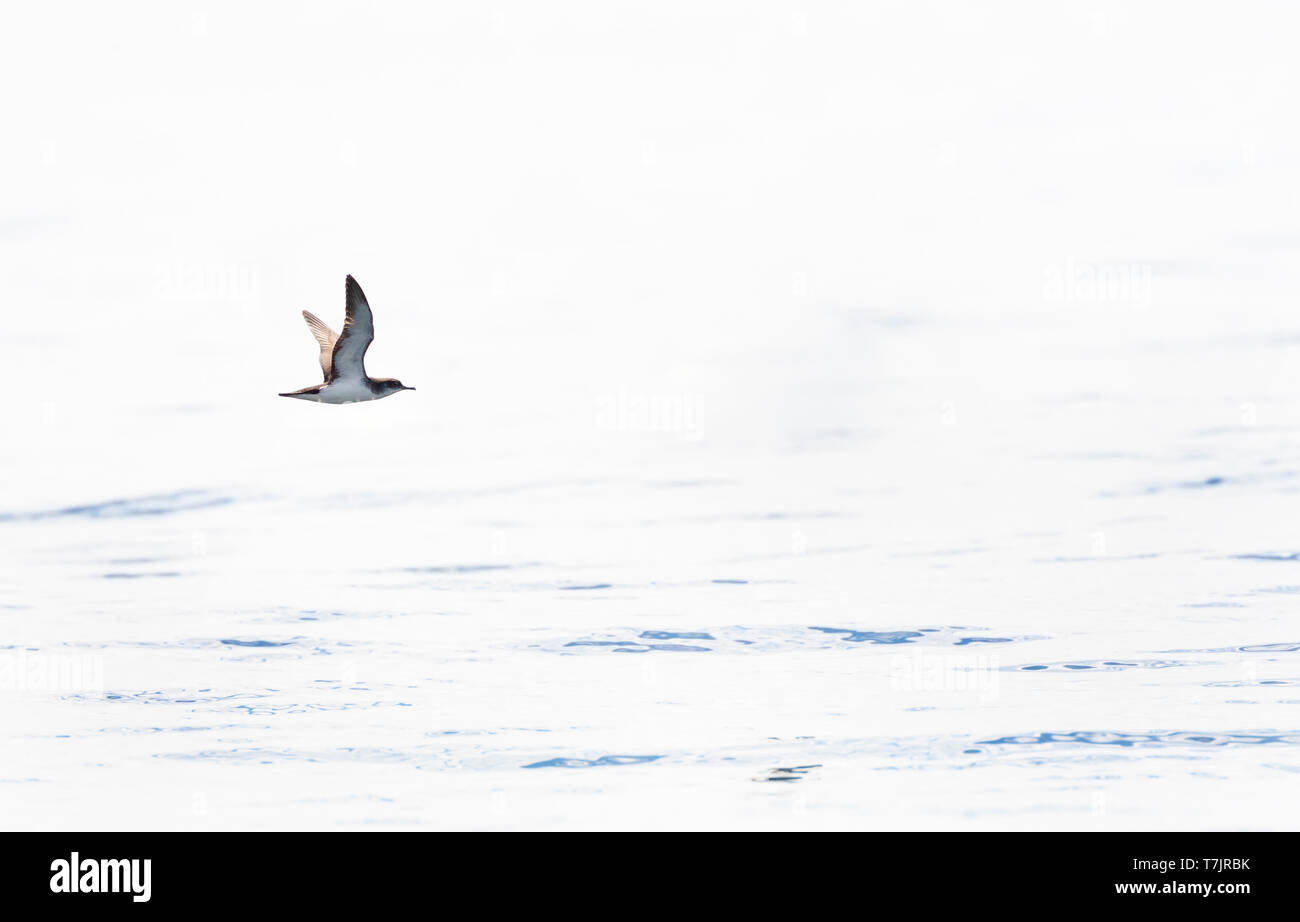 Manx Shearwater (Puffinus puffinus) im Flug über den Atlantik aus Cornwall in England im späten Sommer, mit Hintergrundbeleuchtung. Stockfoto