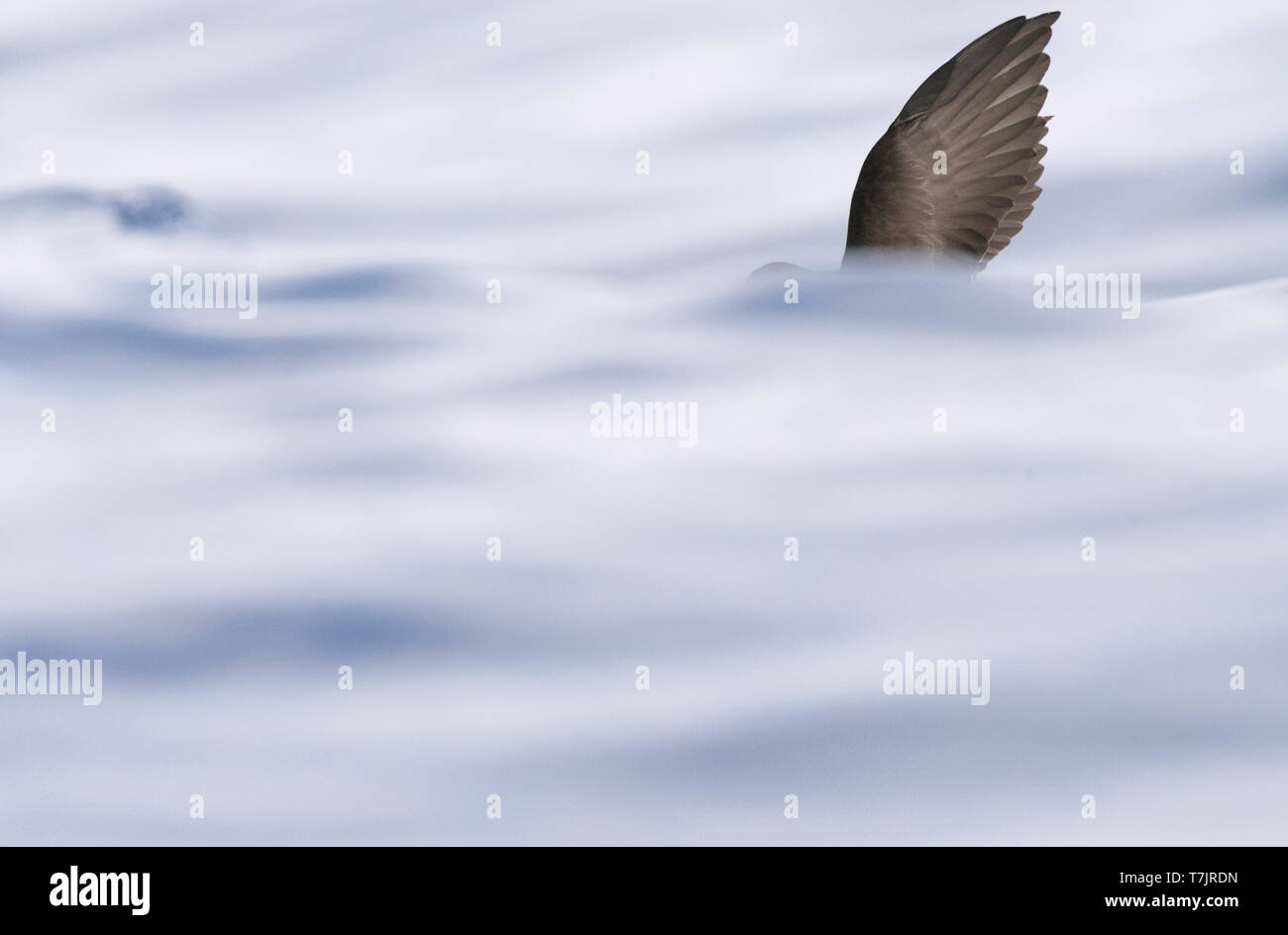 Wilson's Storm Petrel (Oceanites Oceanicus) von Madeira. Eine der häufigsten Vogelarten der Welt. Stockfoto