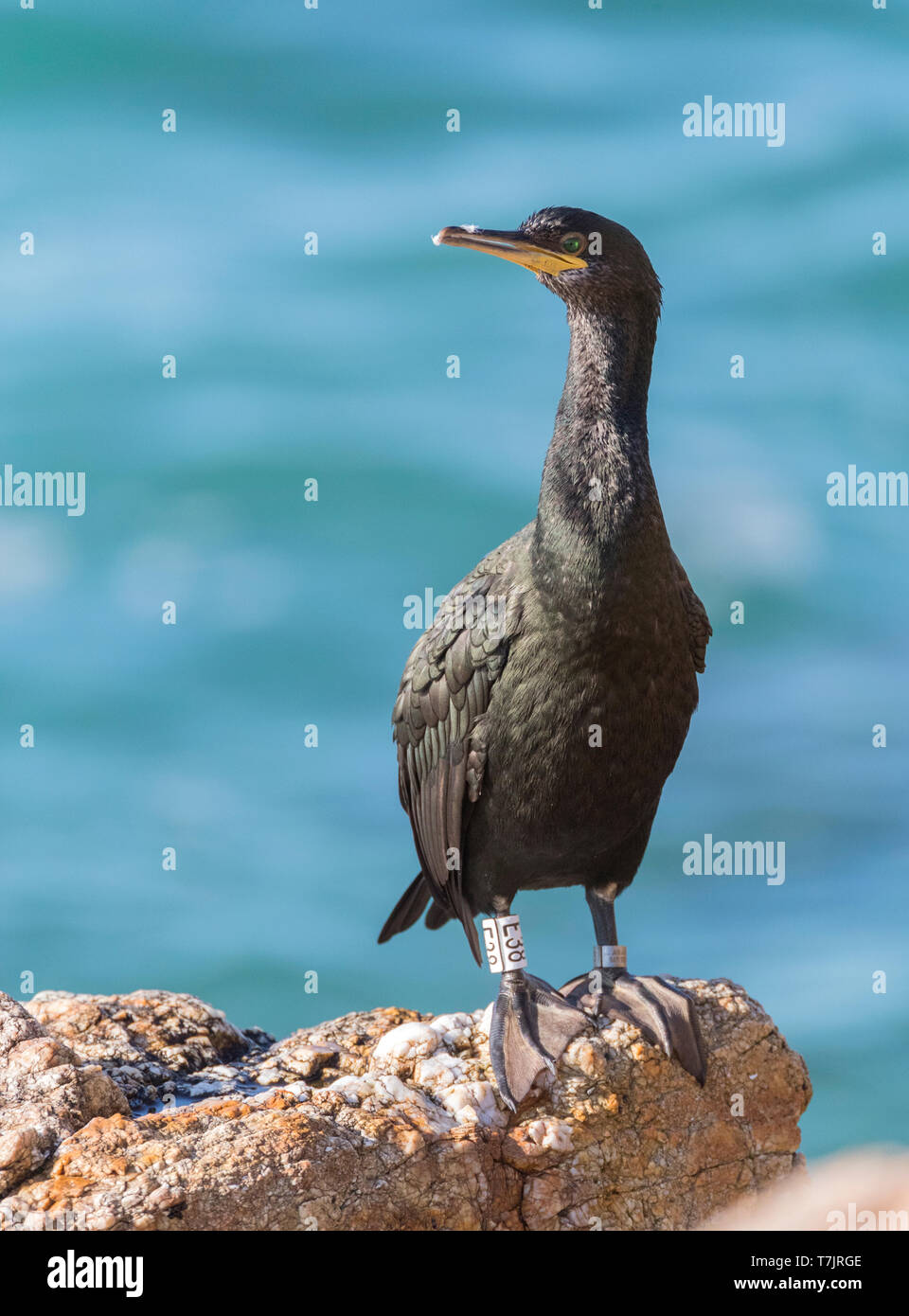 Mediterrane Shag (Phalacrocorax aristotelis desmarestii) an der Küste von Calella in Katalonien, Spanien. Beringt Erwachsenen im Herbst bereits im Winter pluma Stockfoto