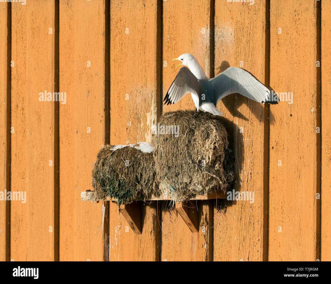 Nach Schwarz-legged Dreizehenmöwe (Rissa tridactyla) Aufruf von der künstlichen Nest in Vardo Hafen, Nord Norwegen Stockfoto