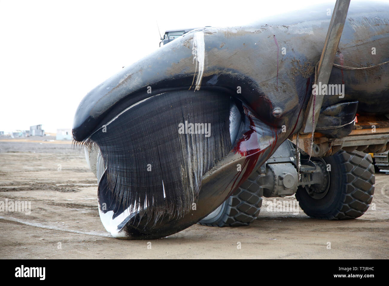 Groenlandse Walvis; Bowhead Whale; Stockfoto