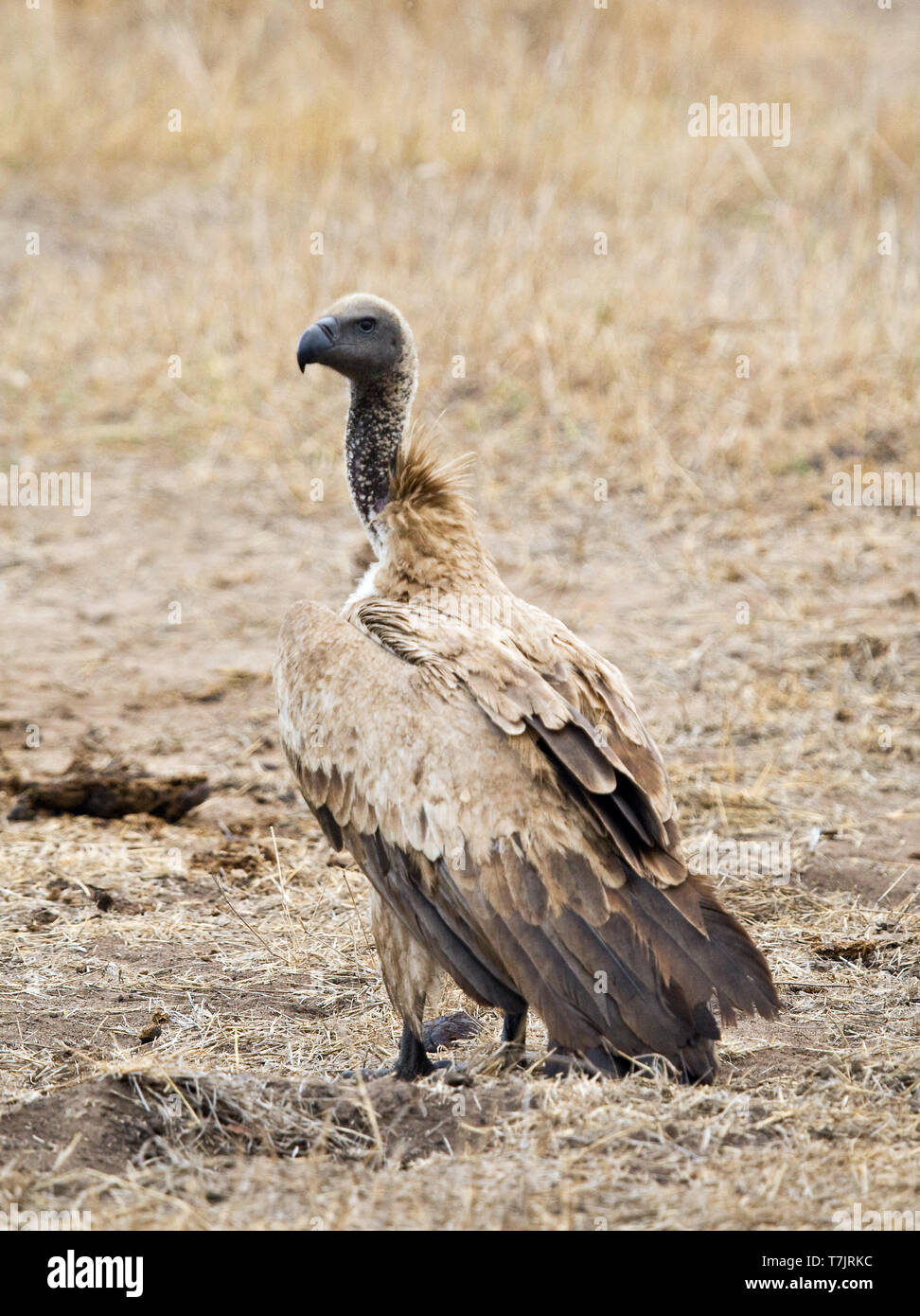 Kritisch bedrohte Afrikanische Weiß-backed Vulture (Tylose in Africanus) in Kruger Nationalpark in Südafrika. Auf dem Boden. Stockfoto