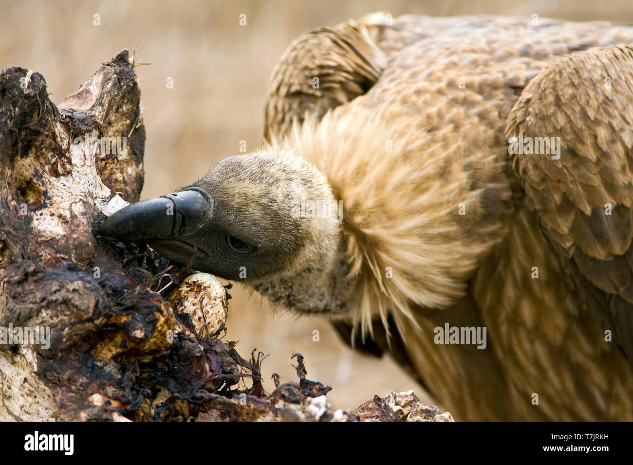 Porträt einer vom Aussterben bedrohten Afrikanischen Weiß-backed Vulture (Tylose in Africanus) Essen von einem Löwen töten in Kruger Nationalpark in Südafrika. Stockfoto