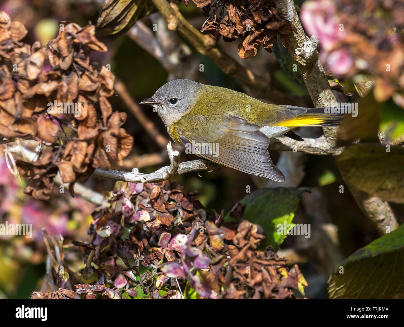 Unreife weibliche amerikanische Redstart thront auf einem Zweig der Hydrangea in der Nähe des Leuchtturms Tal, Corvo, Azoren. Oktober 10, 2018. Stockfoto