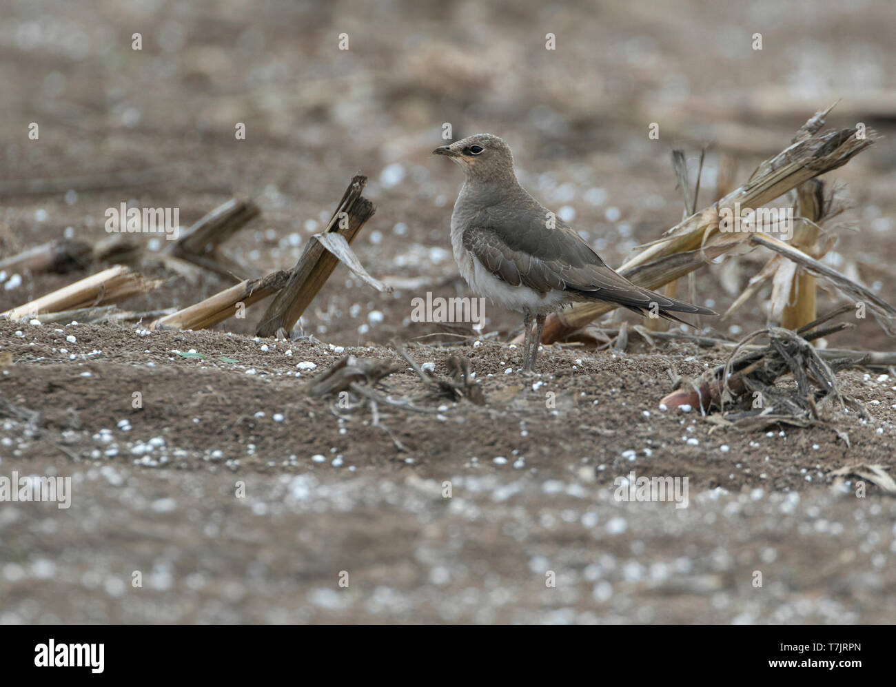 Juvenile Black-winged Pratincole (Glareola nordmanni) Mauser in erster Winter Gefieder auf einer trockenen landwirtschaftlichen Feld in der Nähe von Oss, Niederlande. Stockfoto