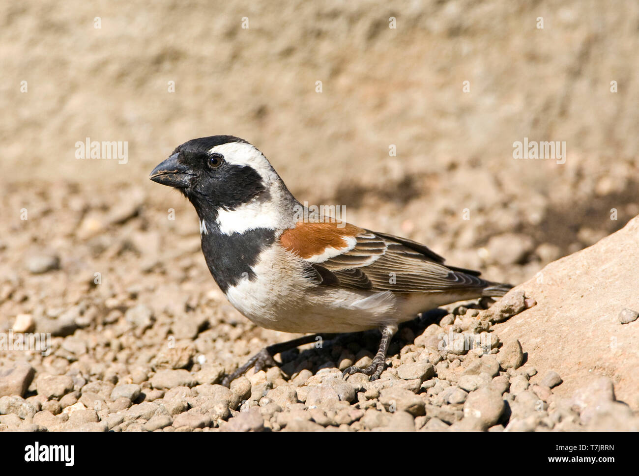 Männliche Kap Sparrow (Passer Melanurus) auf dem Boden in Leshoto. Stockfoto