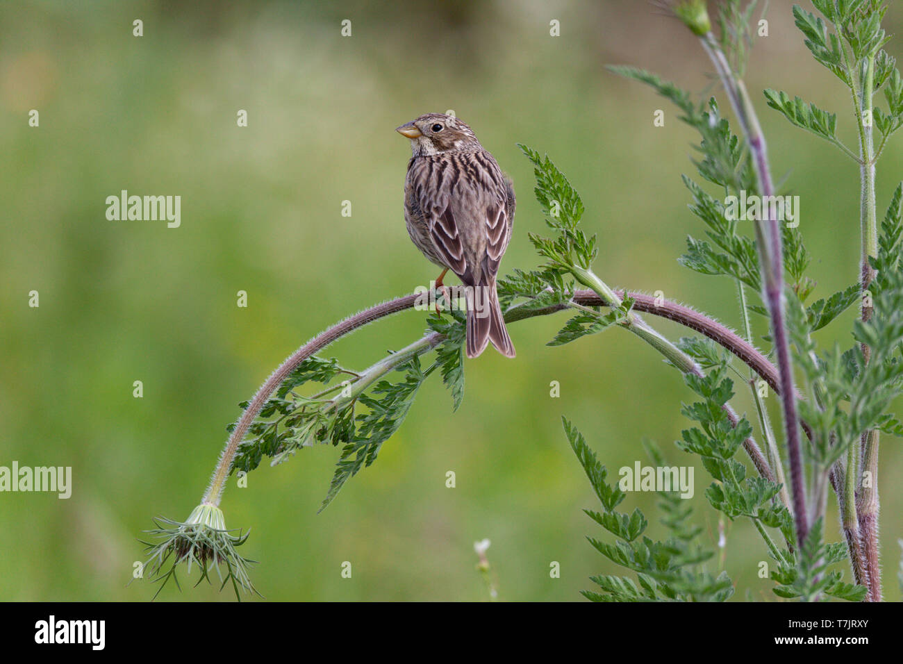 Corn Bunting (Miliaria calandra) auf Stiel der Blume in Portugal. Stockfoto