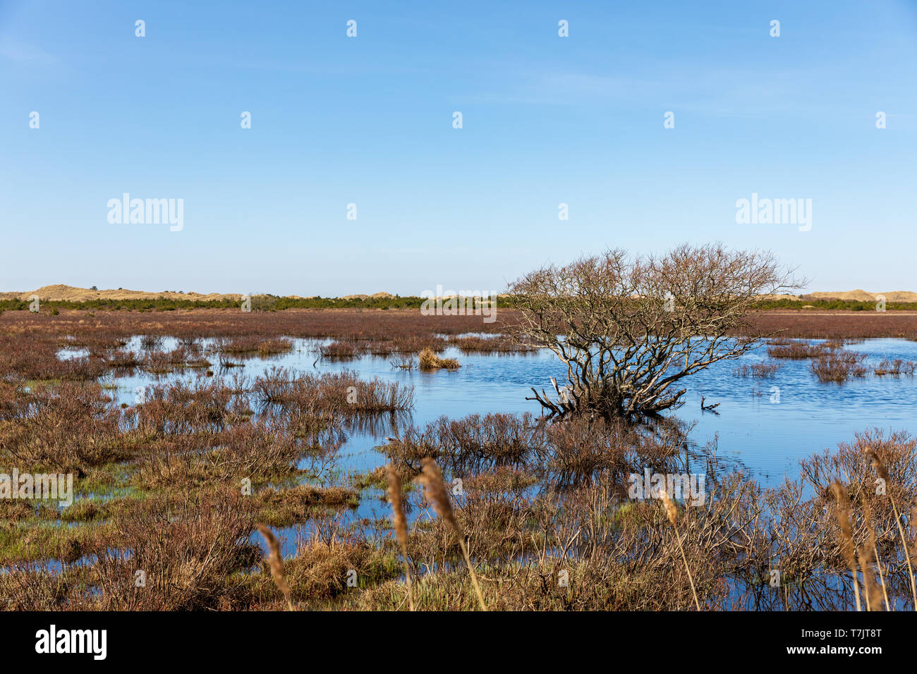 Feuchtgebiet südlich von Raabjerg Mile, April, Nordjütland, Dänemark Stockfoto