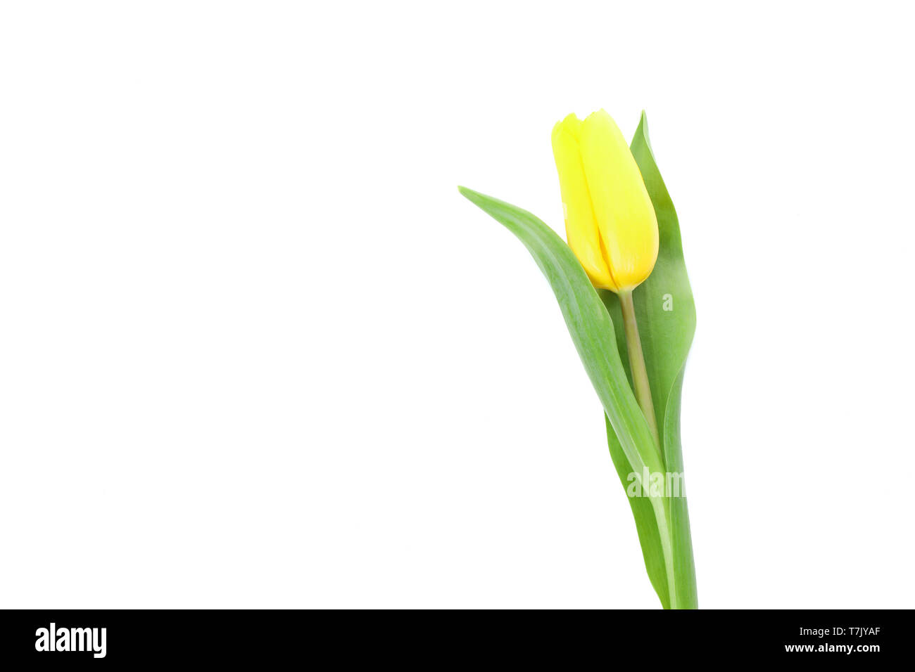 Schöne gelbe Tulpe auf weißem Hintergrund Stockfoto