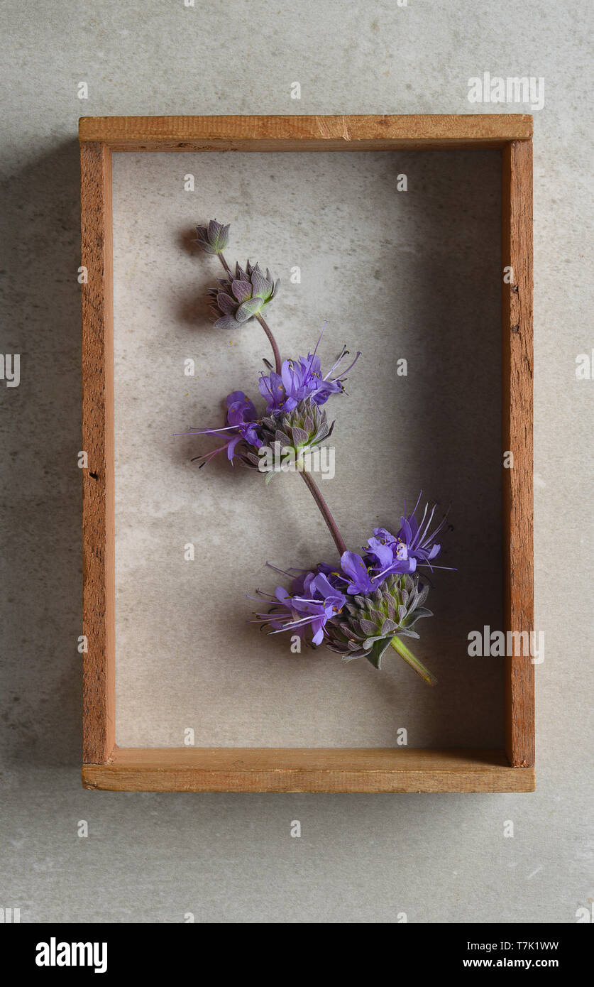 Salvia Purple Sage blumen stillleben im Schatten Rahmen auf grauem Hintergrund. Stockfoto