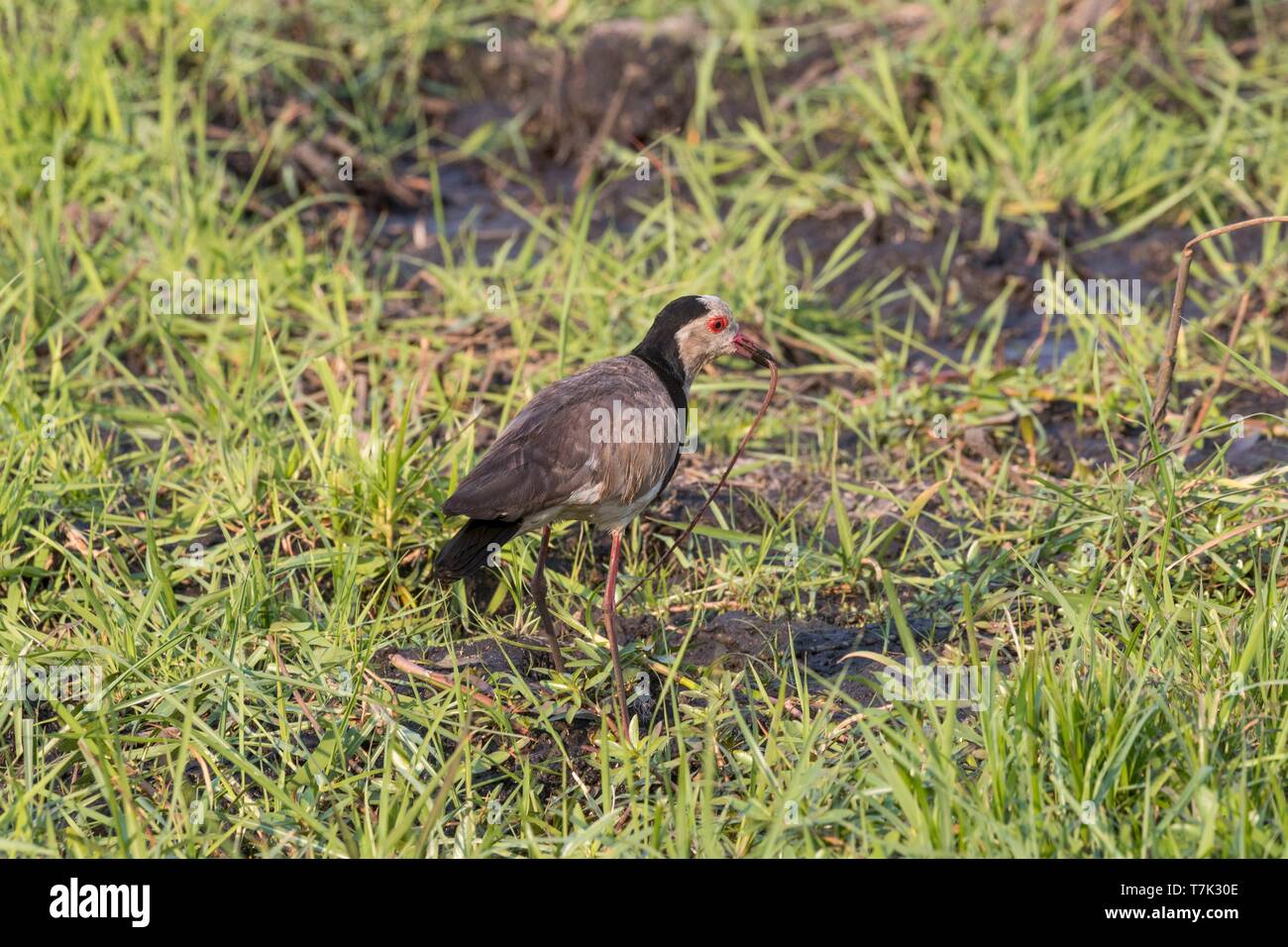 Botswana, Chobe National Park, Long-toed Kiebitz (Vanellus crassirostris) Stockfoto