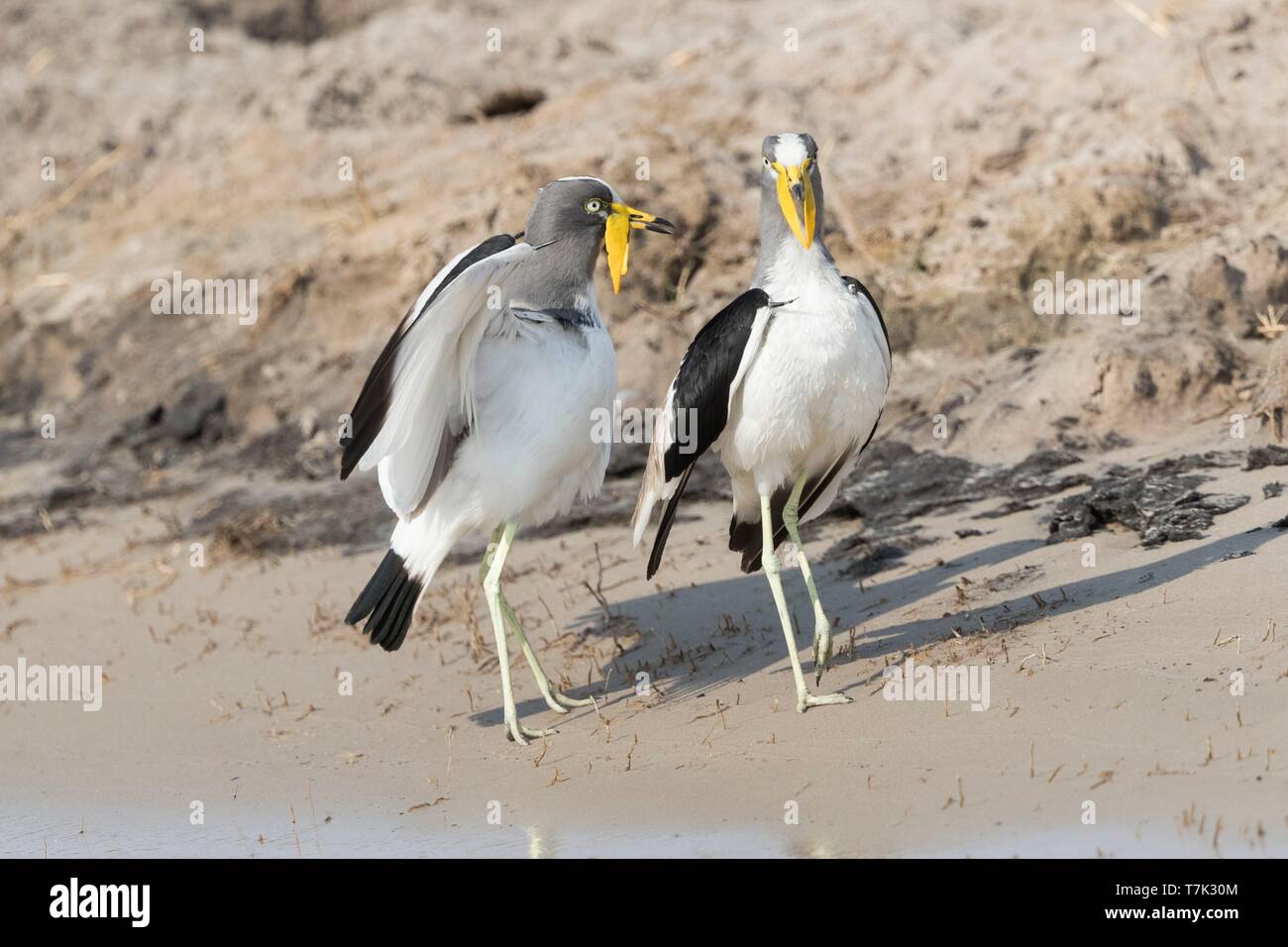 Botswana, Chobe Nationalpark Chobe River, afrikanische Gelbstirn-blatthühnchen Kiebitz (Vanellus senegallus), auch bekannt als der Senegal Gelbstirn-blatthühnchen plover oder einfach Gelbstirn-blatthühnchen Kiebitz Stockfoto