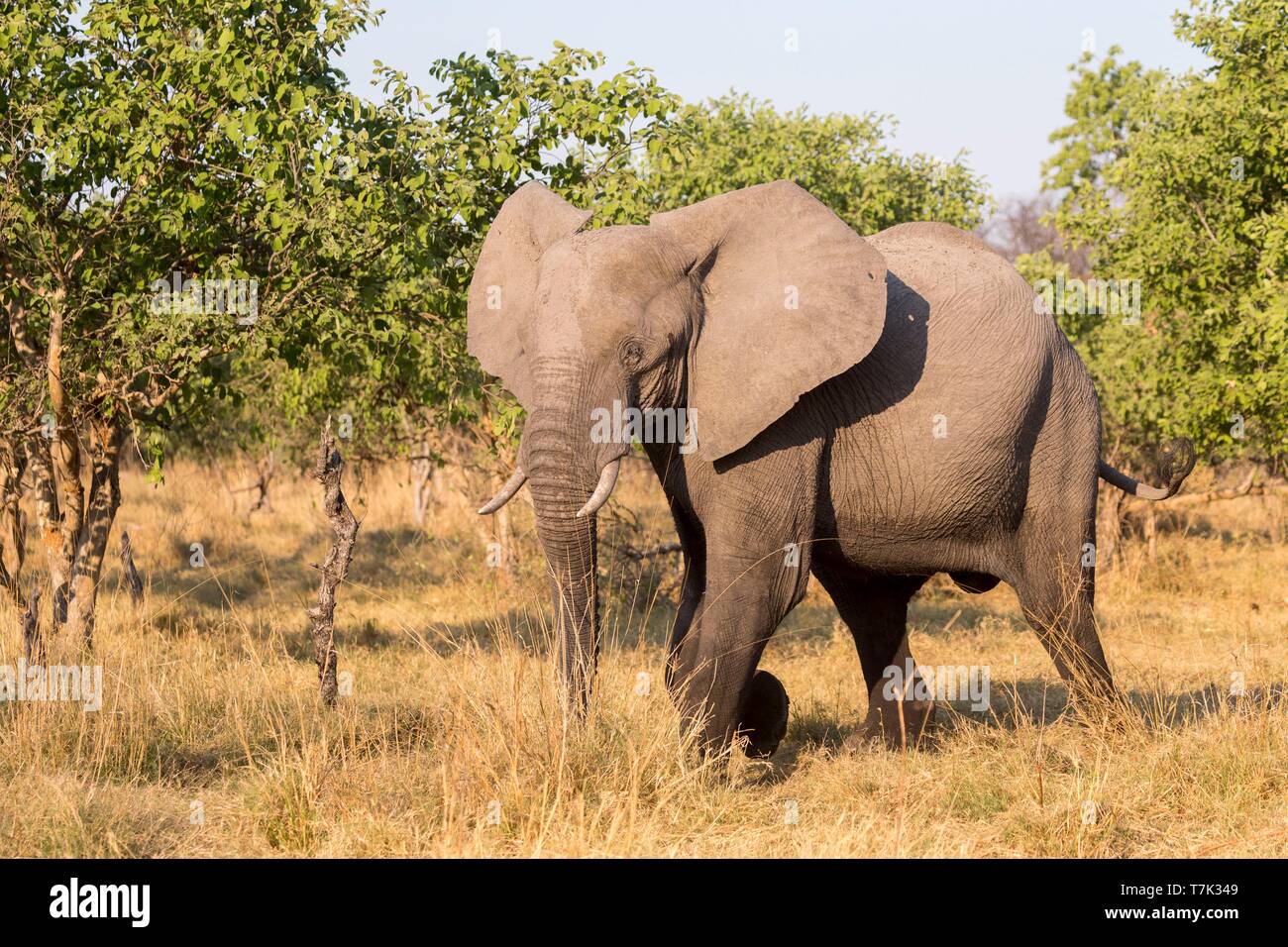 Botswana, Moremi National Park, afrikanischen Busch Elefanten oder afrikanischen Savanne Elefant (Loxodonta africana), Stockfoto