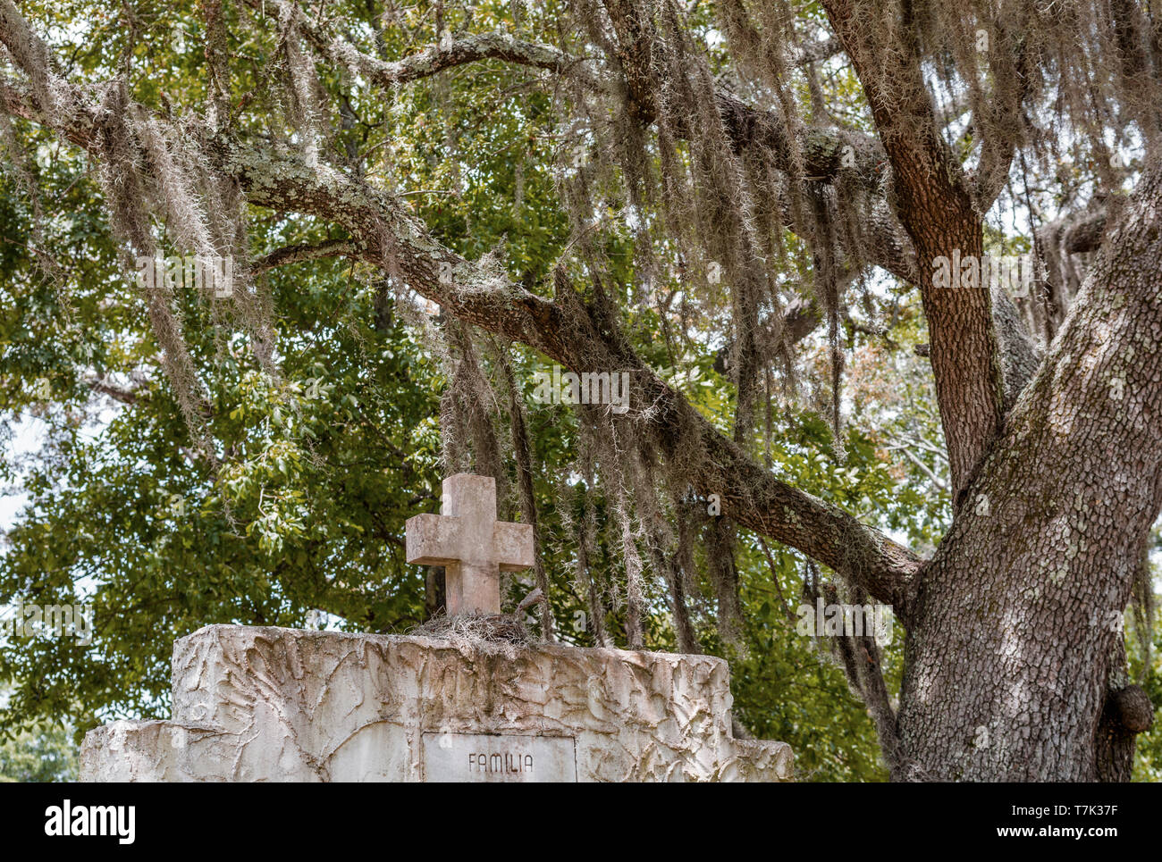 Biloxi, Mississippi, USA, Alte französische Friedhof über Boden Grab unter einer Live Oak in Dschungelmoos behangen. Stockfoto