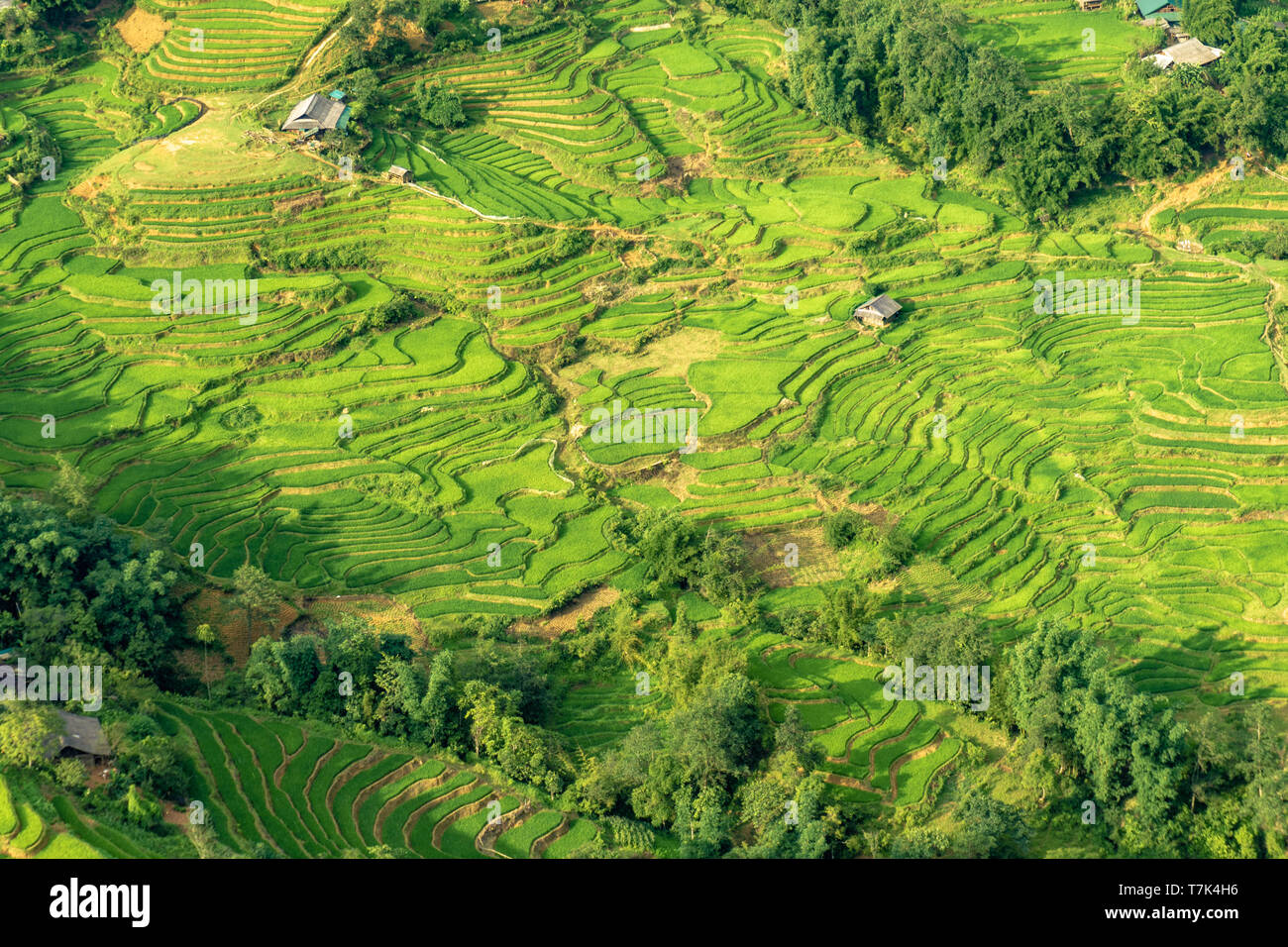 Die wunderschönen Reisterrassen in SaPa, Vietnam. Stockfoto