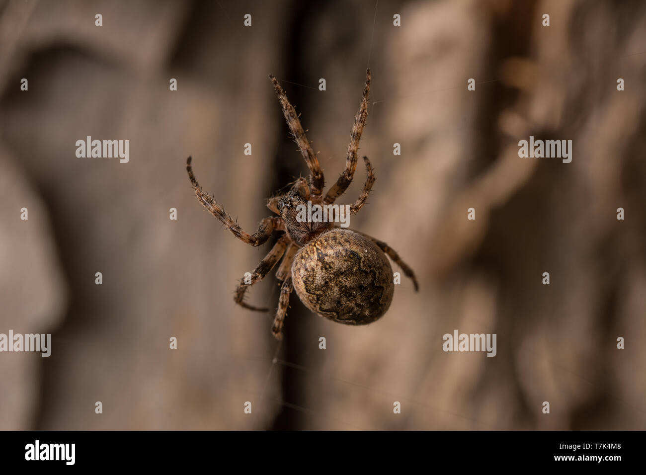 Furche Orb Weaver (Larinioides sp.) von Morgan County, Colorado, USA. Stockfoto