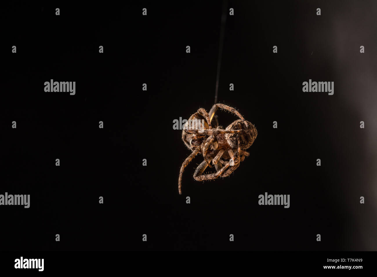 Furche Orb Weaver (Larinioides sp.) von Morgan County, Colorado, USA. Stockfoto