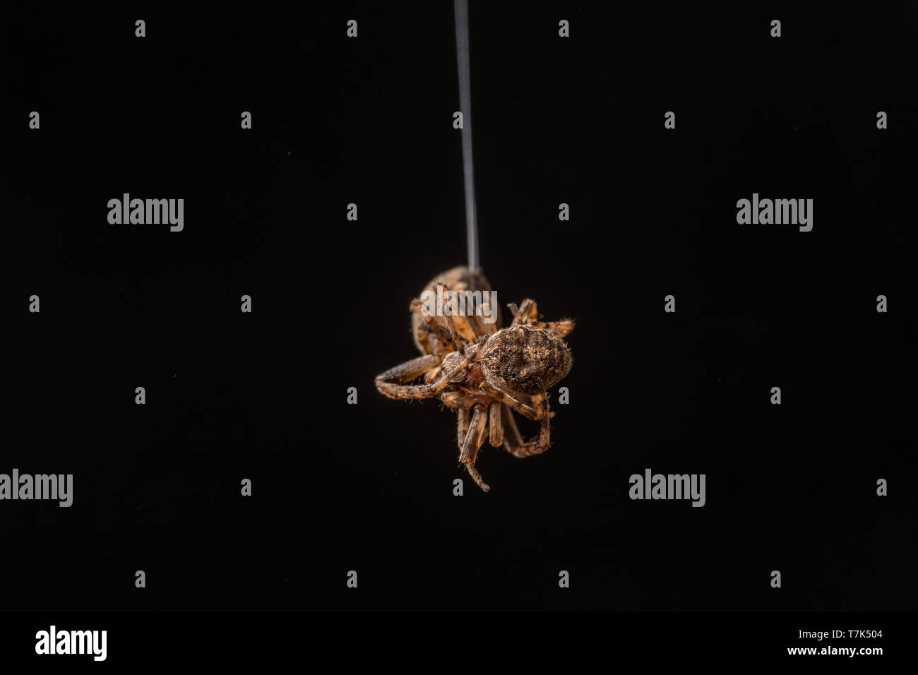 Furche Orb Weaver (Larinioides sp.) von Morgan County, Colorado, USA. Stockfoto