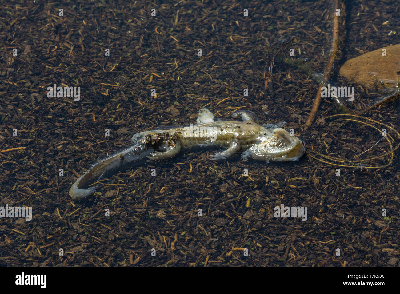 Ein toter neotenic Gesperrt Tiger salamander (Ambystoma mavortium mavortium) von einem Vogel im Jefferson County, Colorado, USA, getötet. Stockfoto