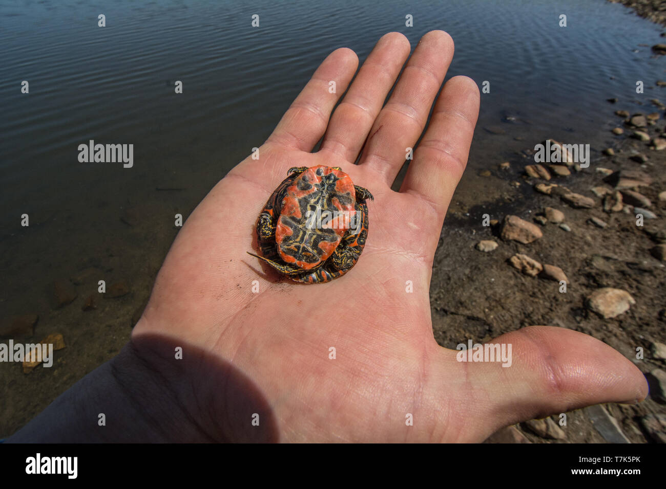 Ein jugendlicher Western gemalte Schildkröte (Chrysemys picta belli) von Jefferson County, Colorado, USA. Stockfoto