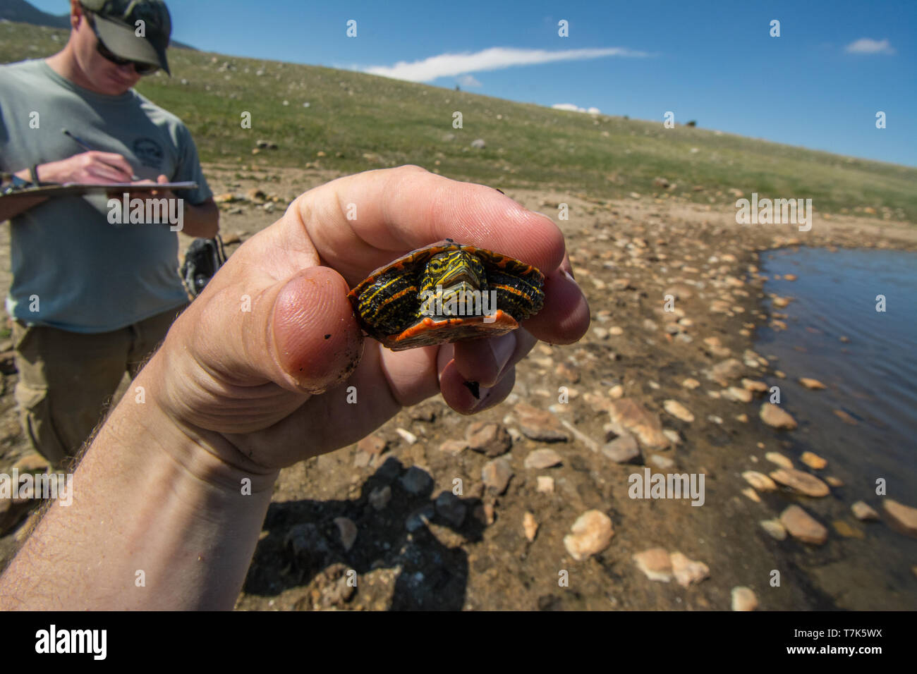 Ein jugendlicher Western gemalte Schildkröte (Chrysemys picta belli) von Jefferson County, Colorado, USA. Stockfoto