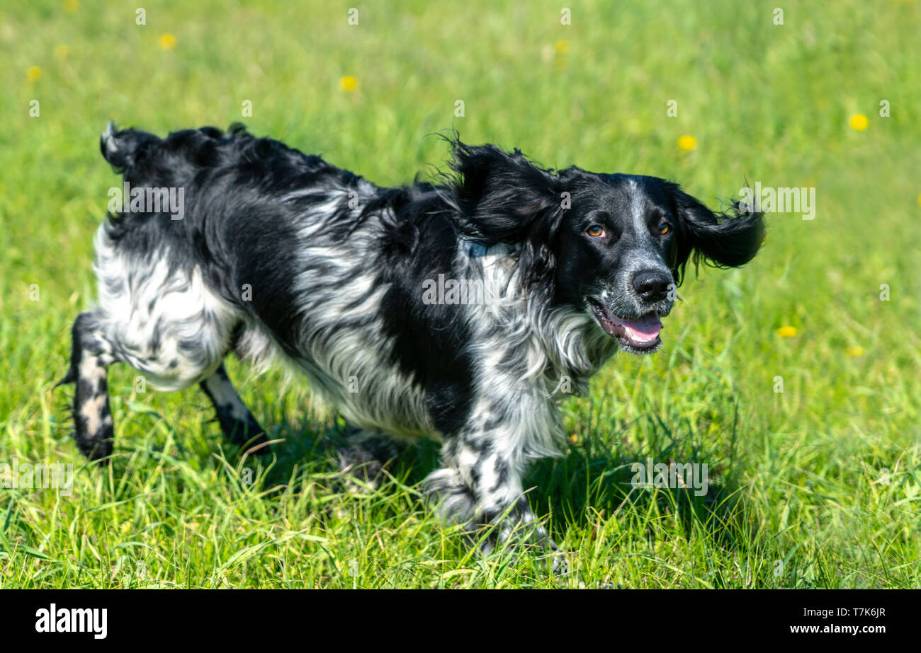 Russische Jagd Spaniel läuft, Scherzen auf dem grünen Gras Stockfoto