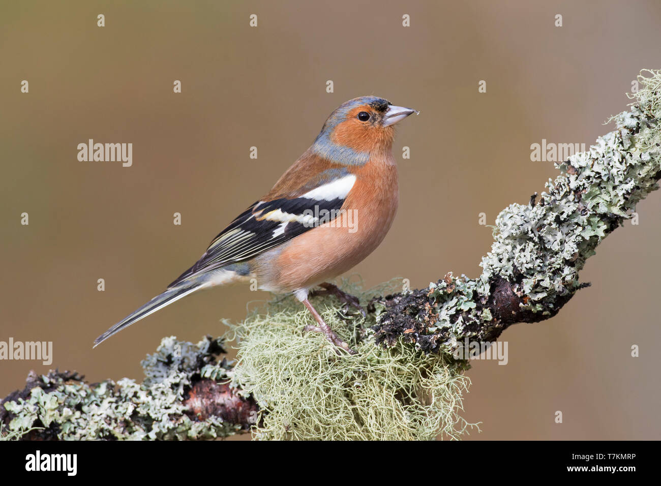 Gemeinsame Buchfink (Fringilla coelebs) männlich im Baum gehockt im späten Winter/Frühjahr Stockfoto