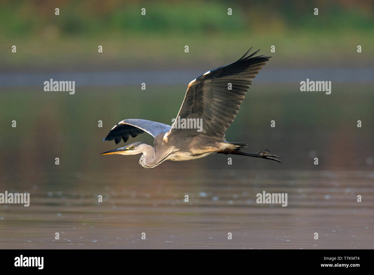 Graureiher (Ardea cinerea) im Flug über Wasser des See/Teich/River Stockfoto