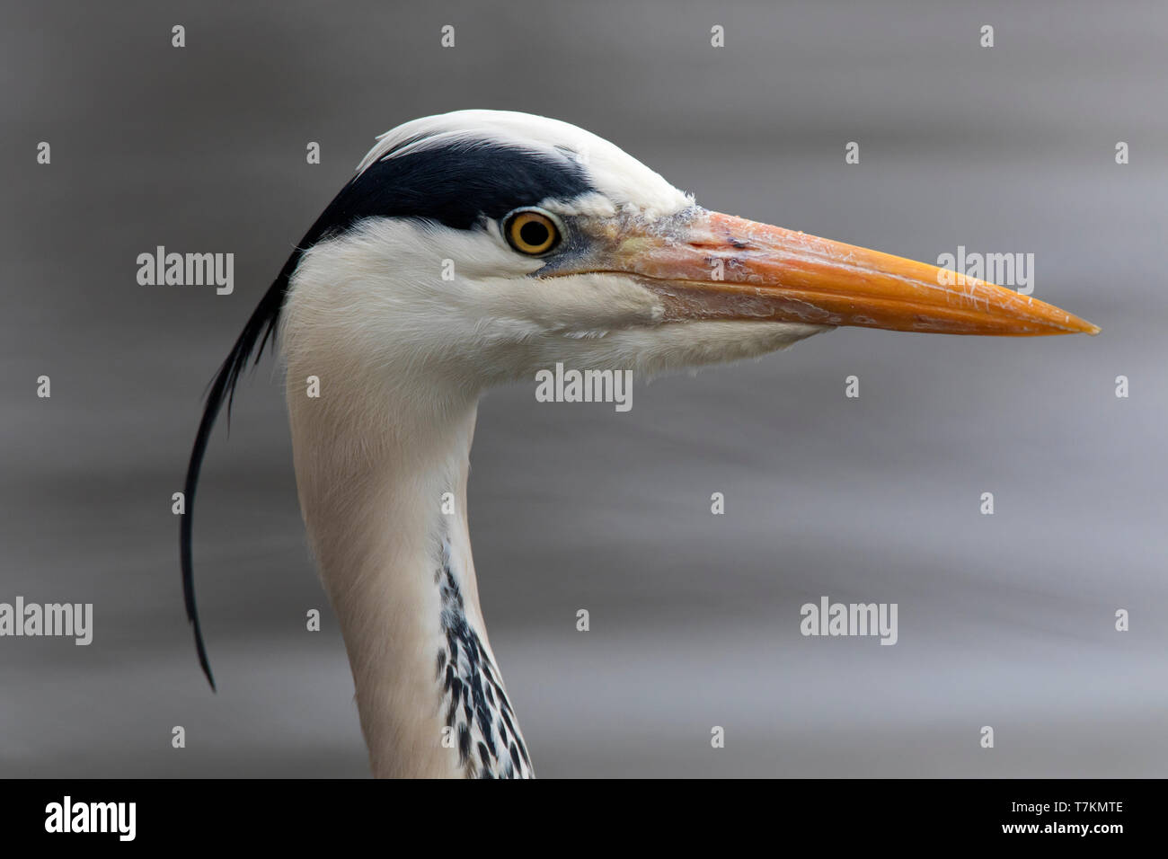 Graureiher (Ardea cinerea) Close-up von Kopf mit großen Schnabel Stockfoto