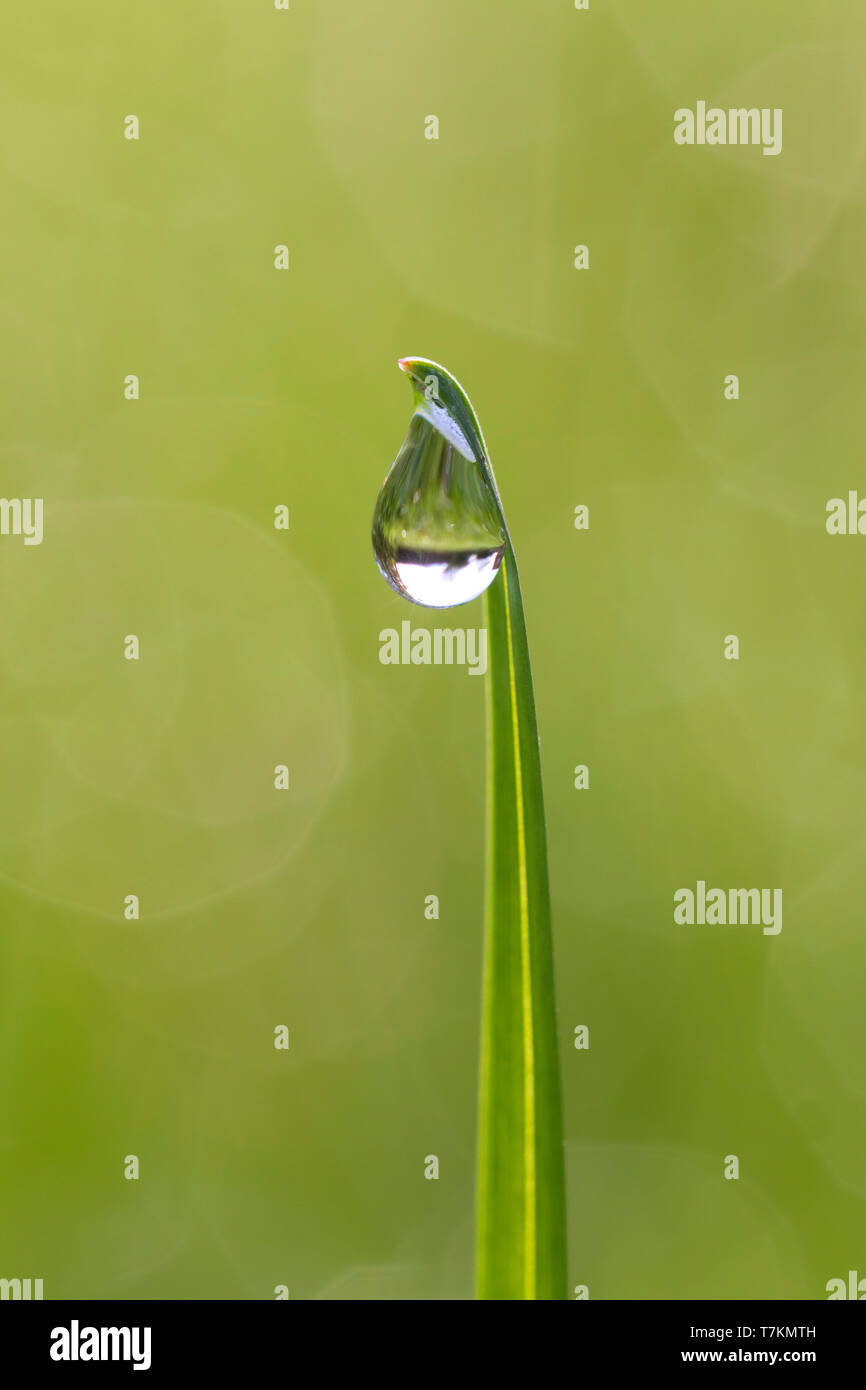 Close-up Dewdrop hängen von Grashalm / Gras Halm im Grünland/Wiese Stockfoto